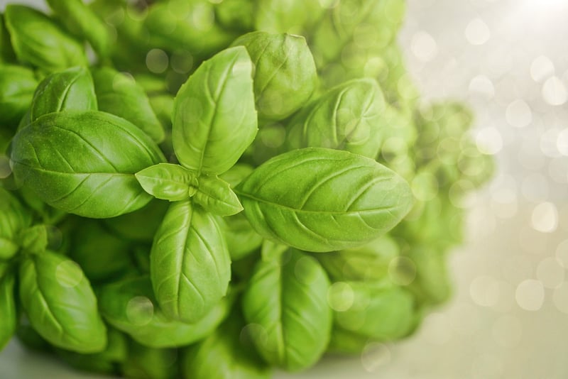 Sustainable Gastronomy